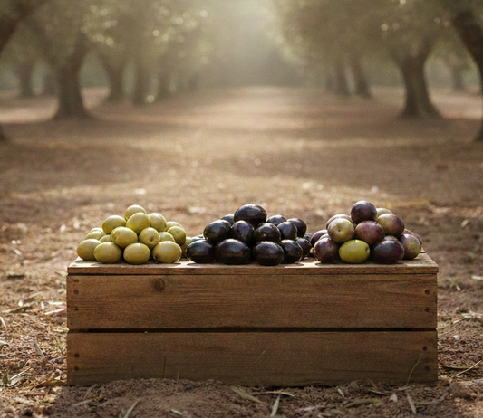 Picual, Arbequina o Hojiblanca: Guía rápida para elegir la variedad perfecta