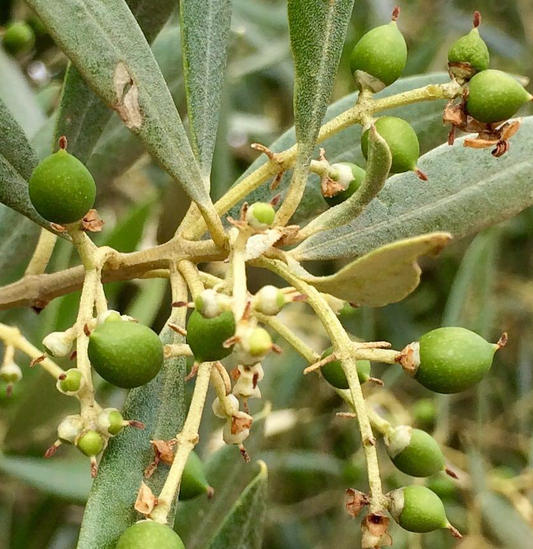 Cosecha Temprana AOVE Picual