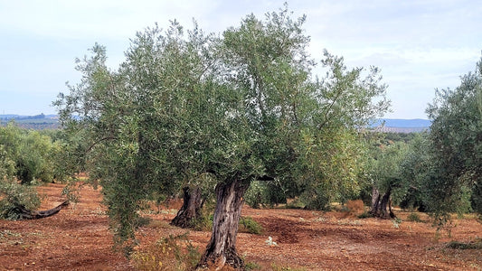 Olivo centenario en los olivares de Masolea en Montoro (Córdoba)